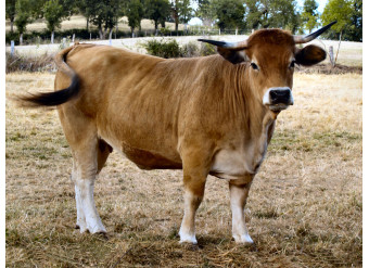Порода коров Обрак (AUBRAC).