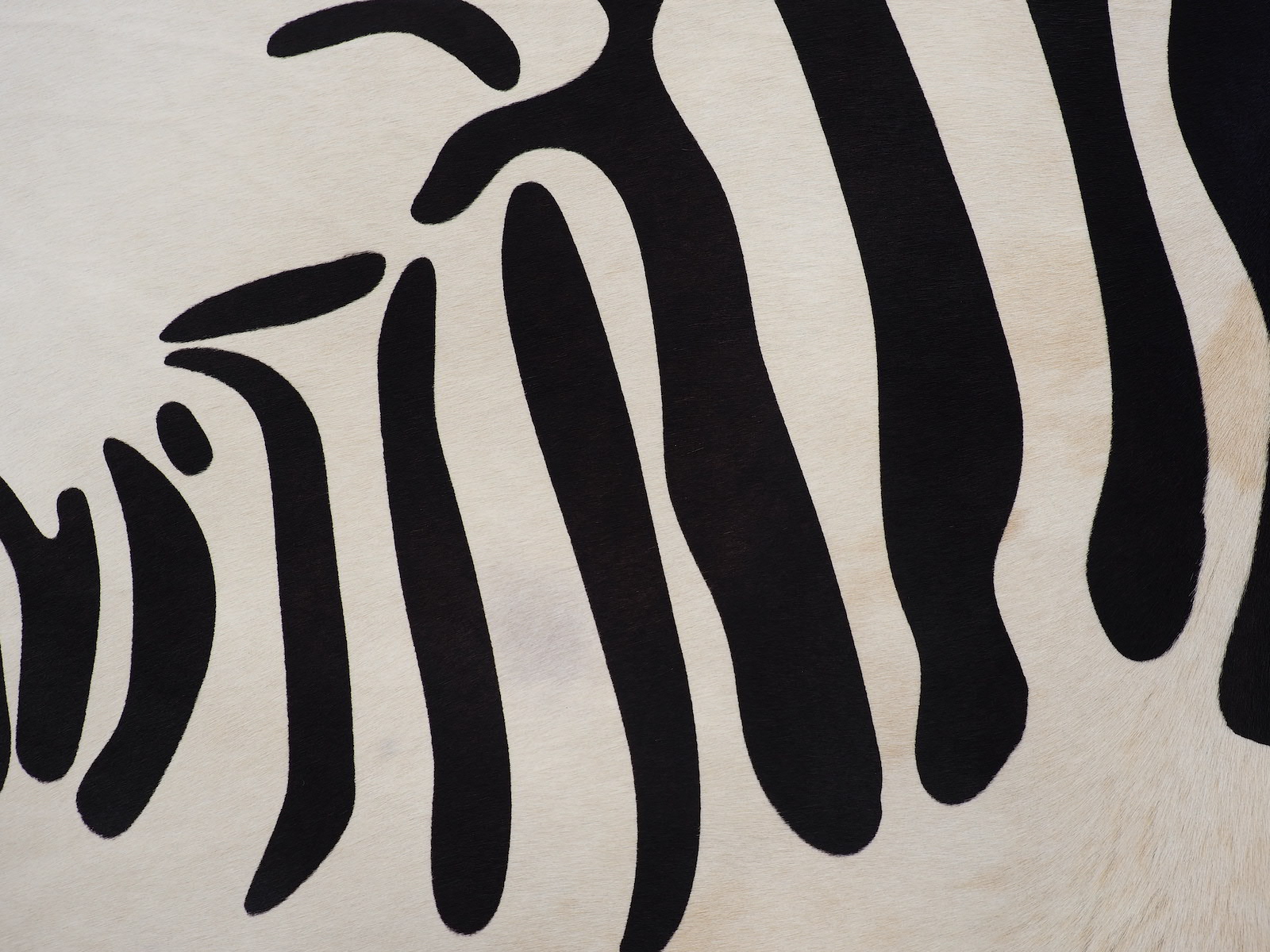 Коровья шкура — ковер натуральная под Зебру арт.: 30002