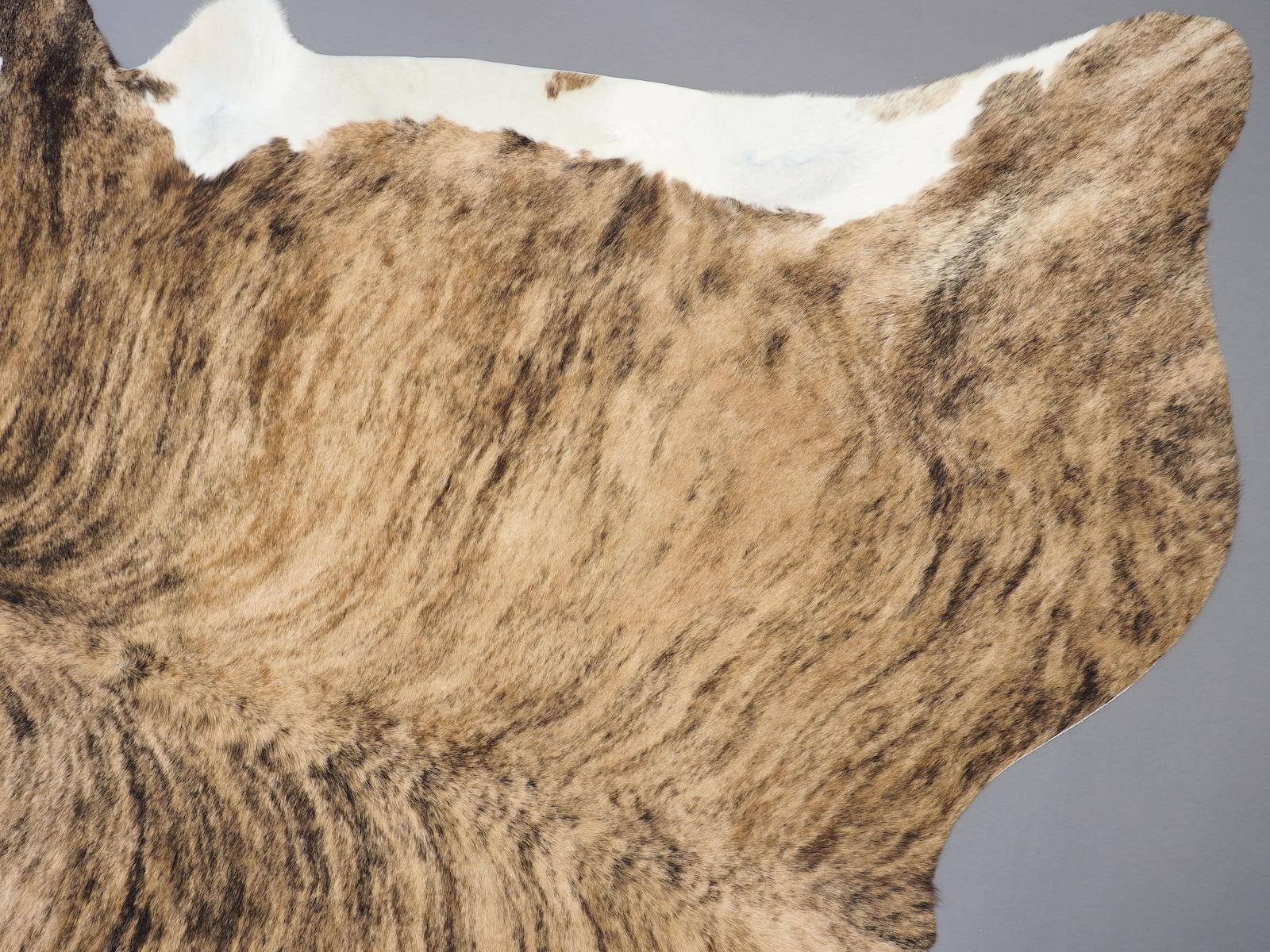 Шкура коровы натуральная тигровая с белым животом и хребтом арт.: 24429