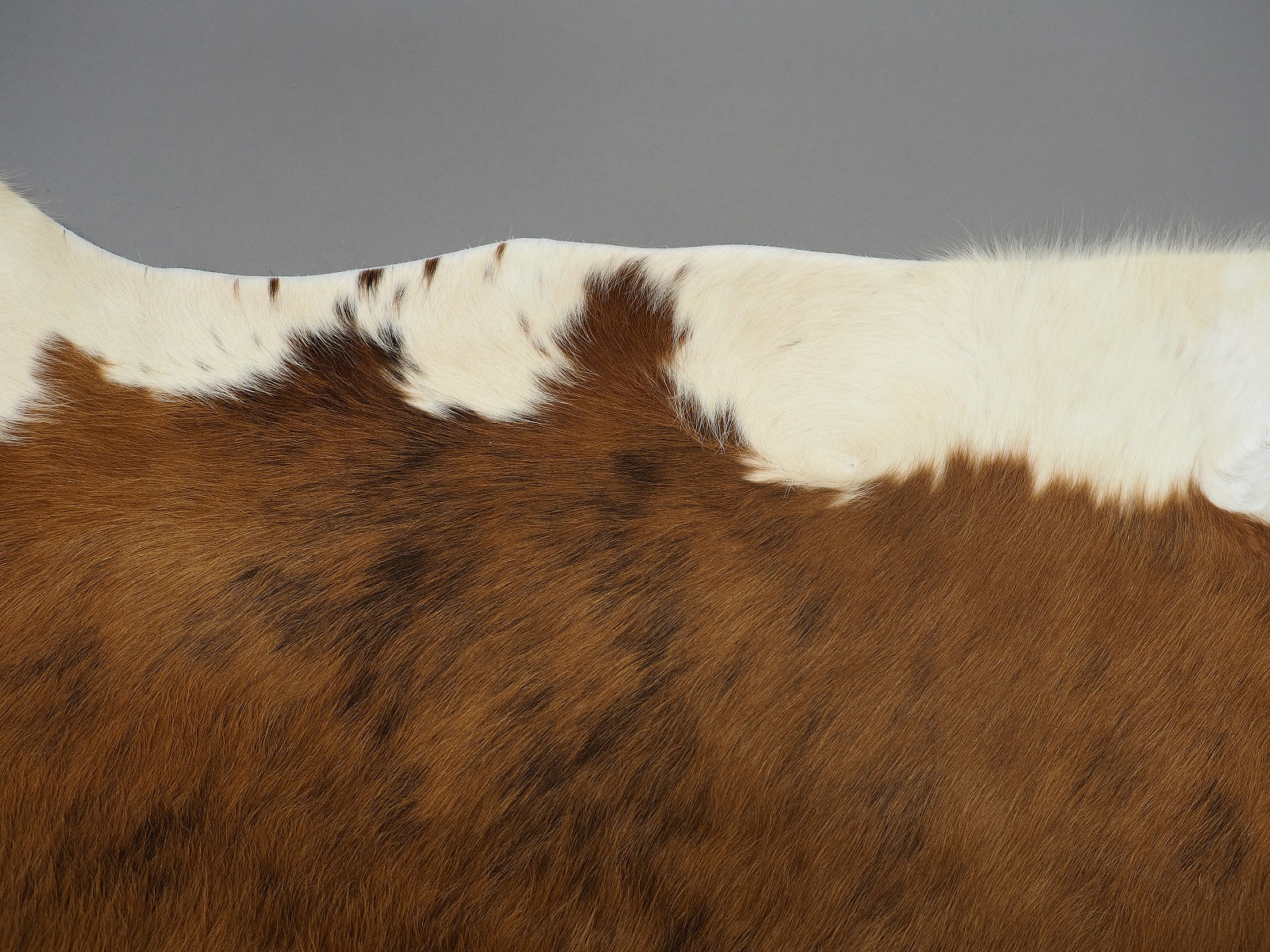Шкура коровы натуральная тигровая с белым животом арт.: 24660 - p24660_06