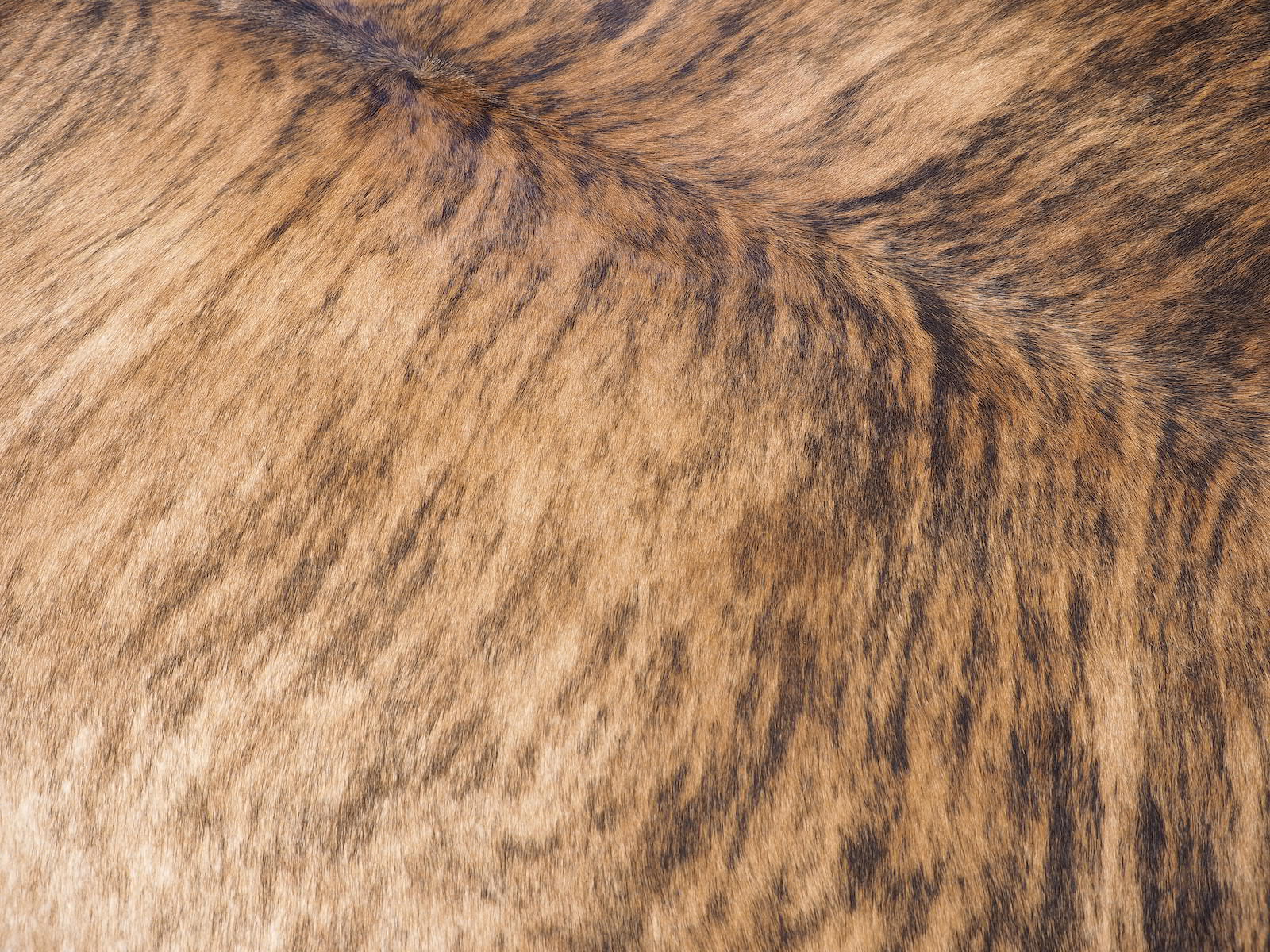 Шкура коровы натуральная тигровая арт.: 29309