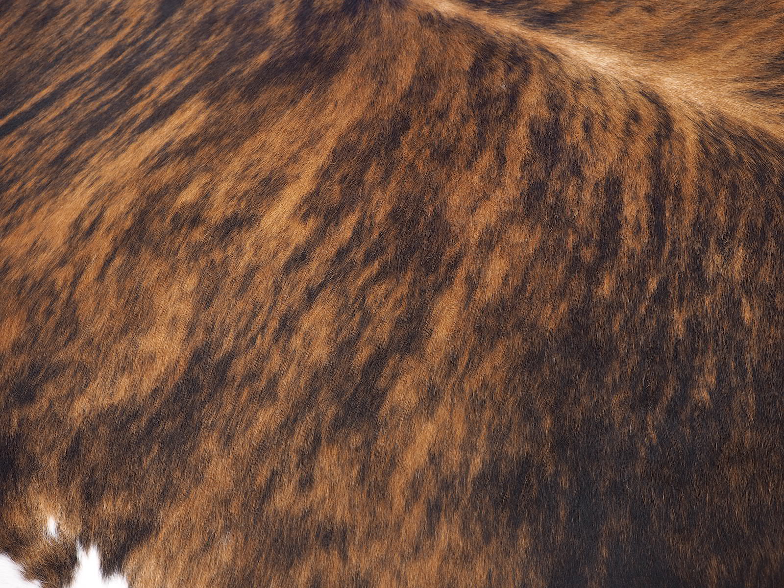 Шкура коровы натуральная тигровая с белым животом арт.: 29336 - t29336_03