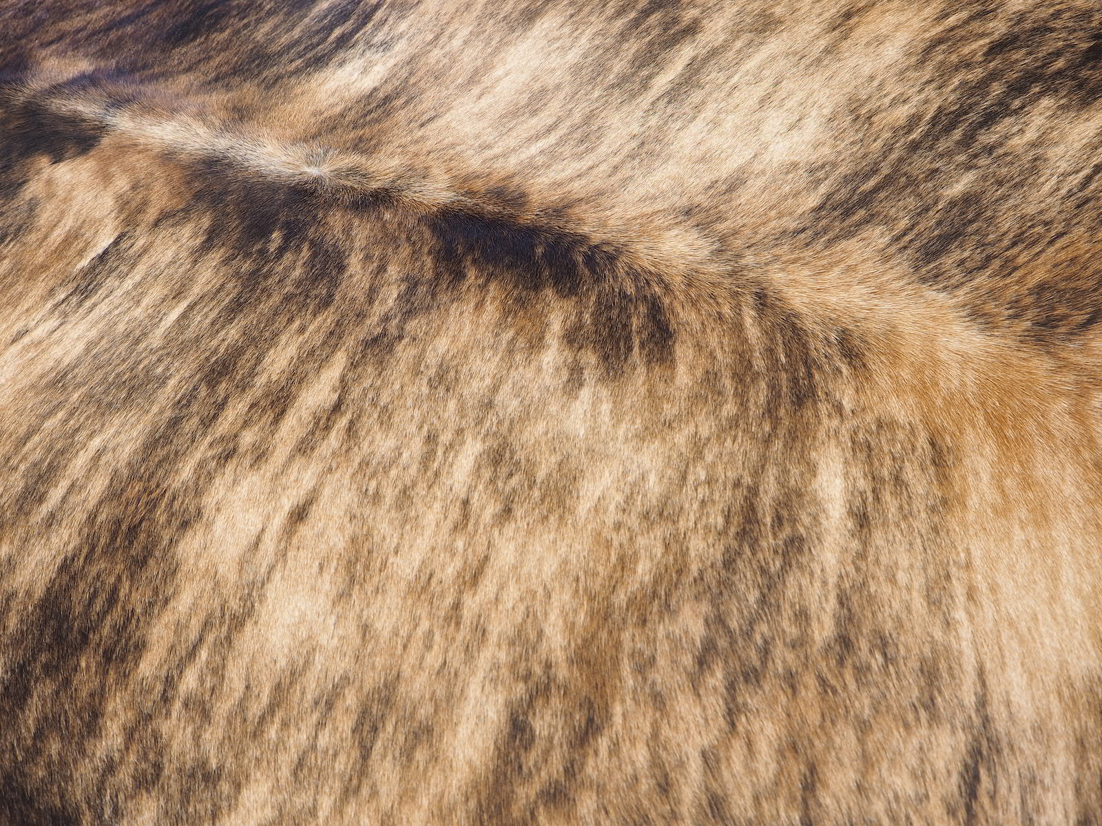 Шкура коровы натуральная тигровая арт.: 29346