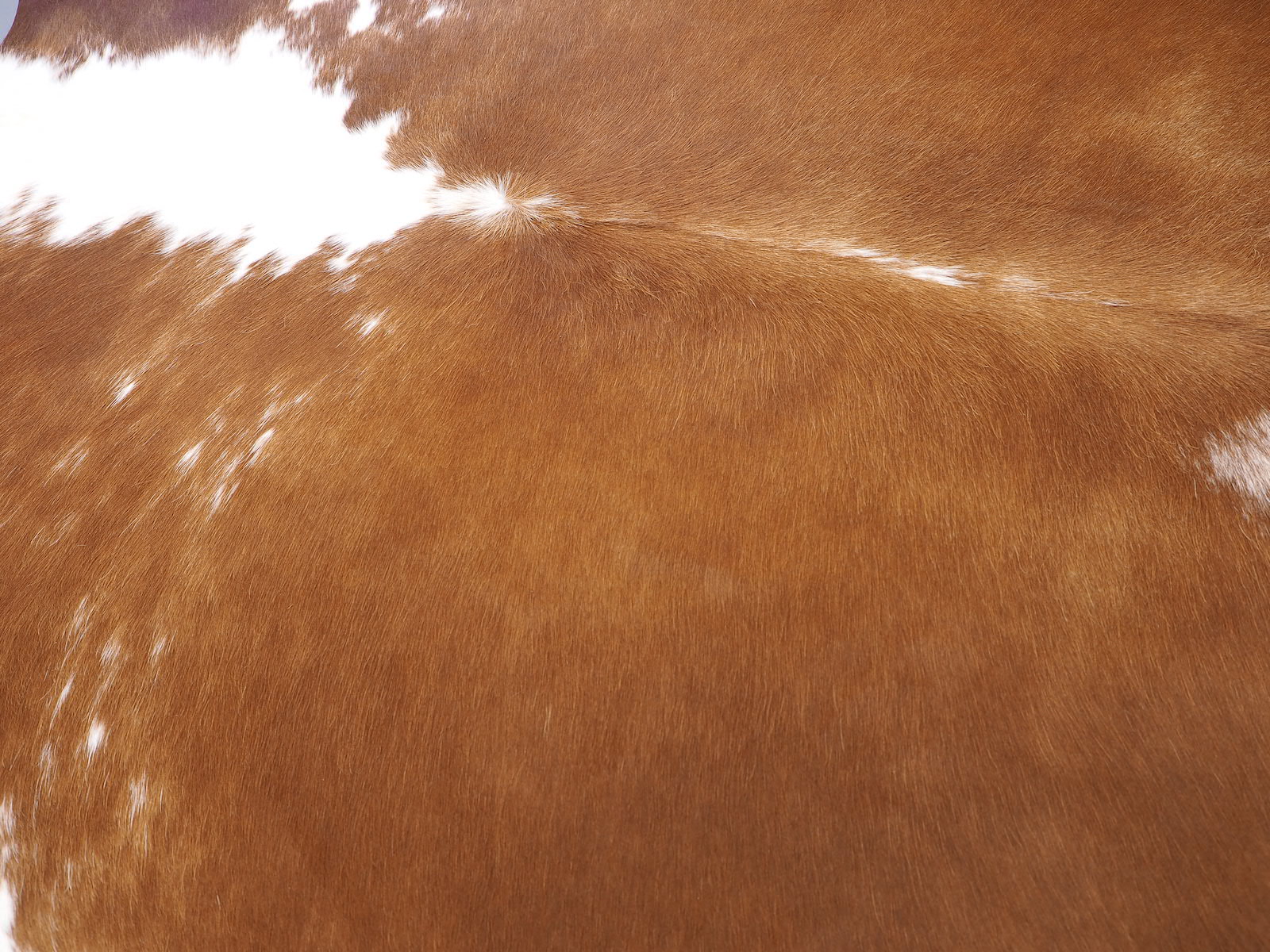 Ковер шкура коровы натуральная коричнево-белая арт.: 29366