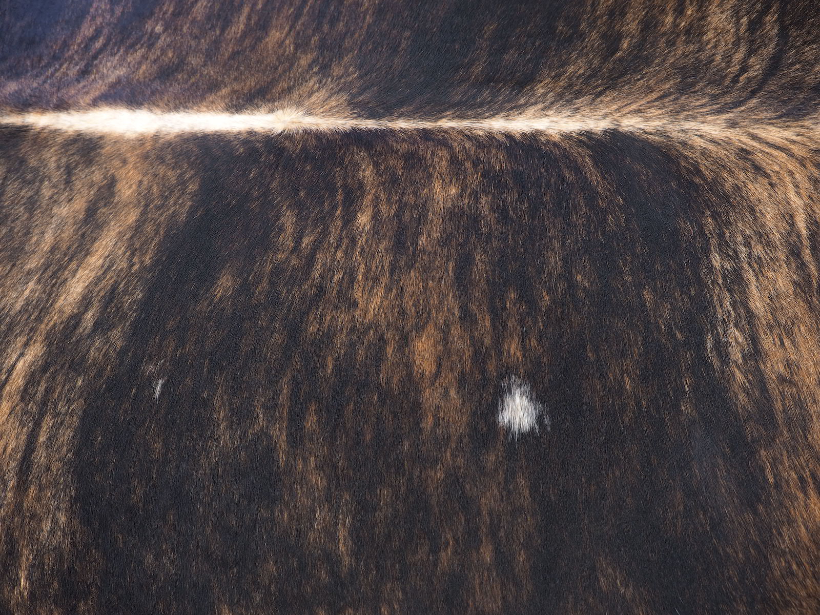 Шкура коровы натуральная темно-тигровая арт.: 29389