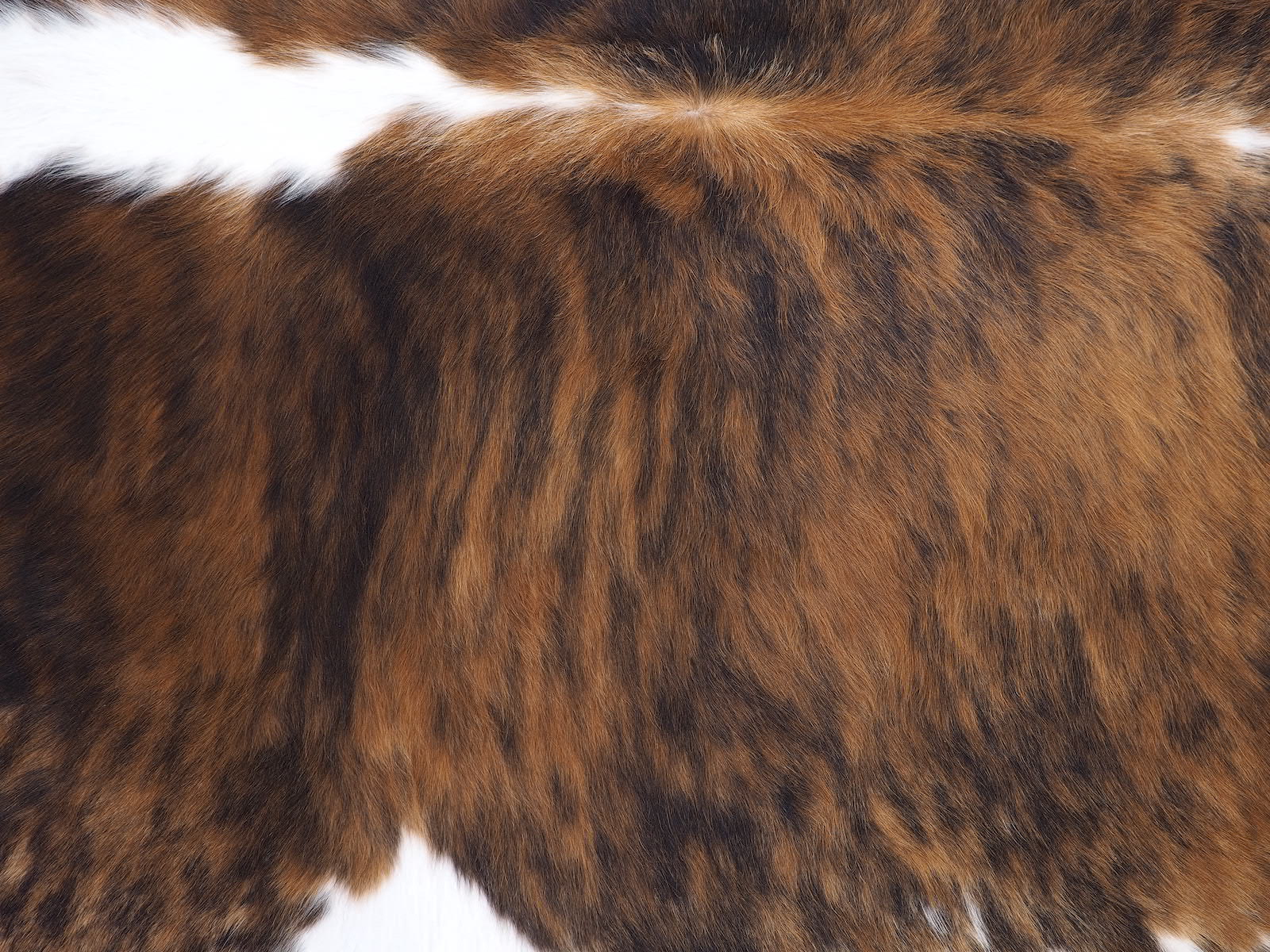 Шкура коровы натуральная тигровая арт.: 29392
