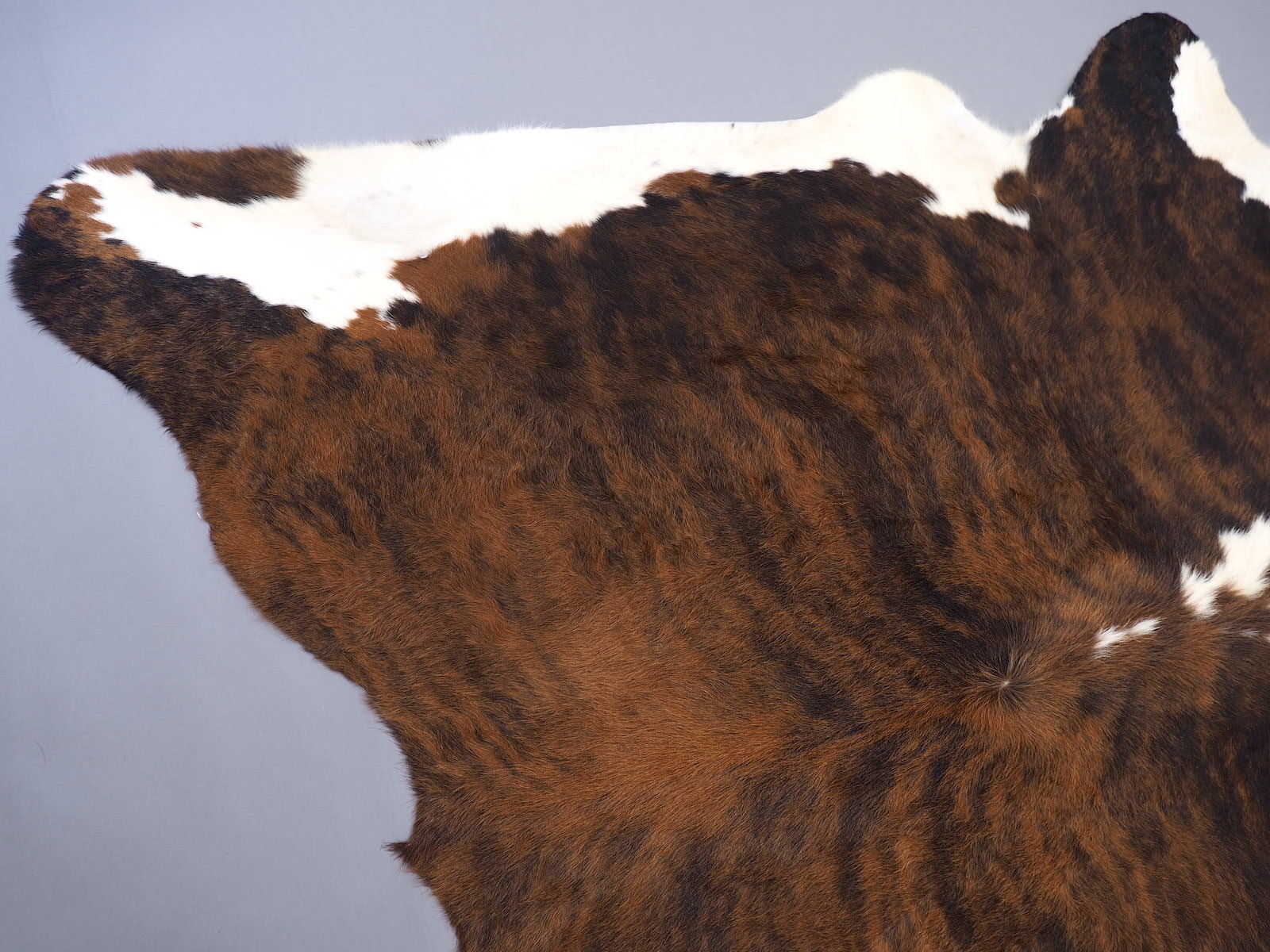 Шкура коровы натуральная экзотическая c белым животом и холкой арт.: 29419
