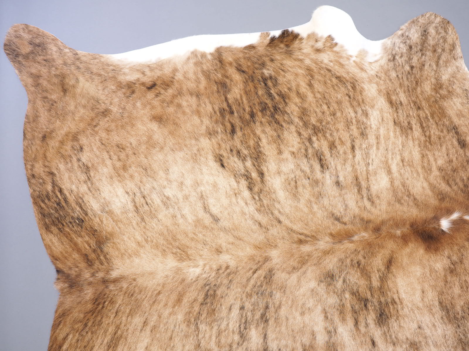 Шкура коровы натуральная экзотическая тигровая арт.: 29450
