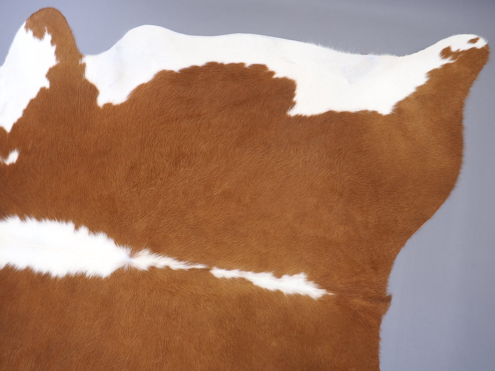Шкура коровы натуральная Герефорд арт.: 29501