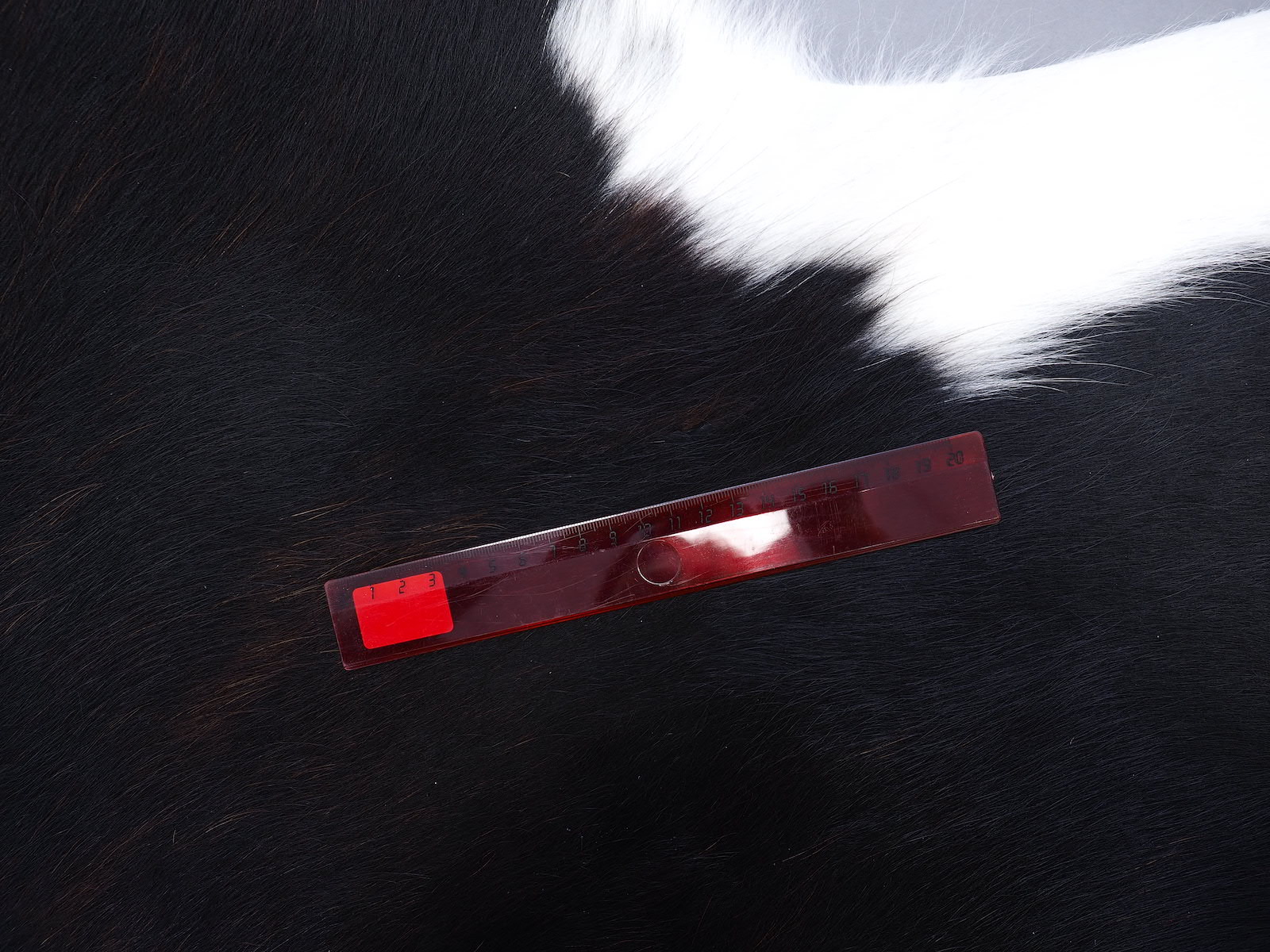 Шкура коровы черно-белая красноватая арт.: 29510 - t29510_06