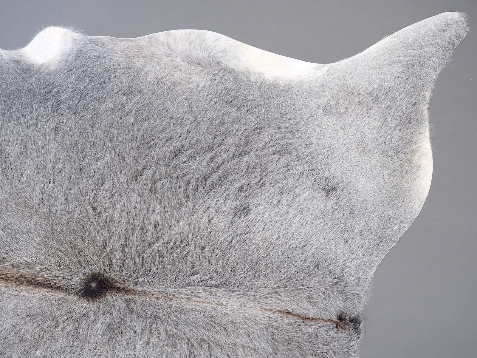 Натуральная шкура коровы серая арт.: 30153
