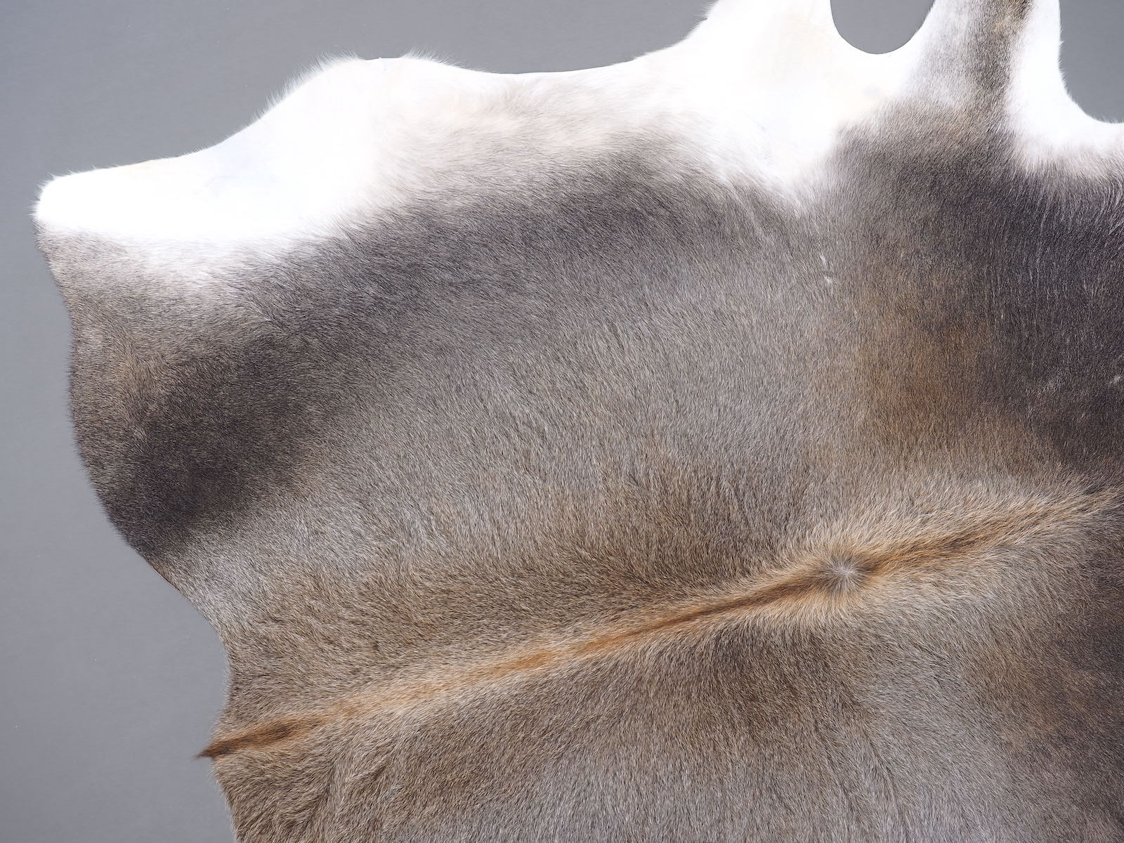 Натуральная шкура коровы серая арт.: 30154