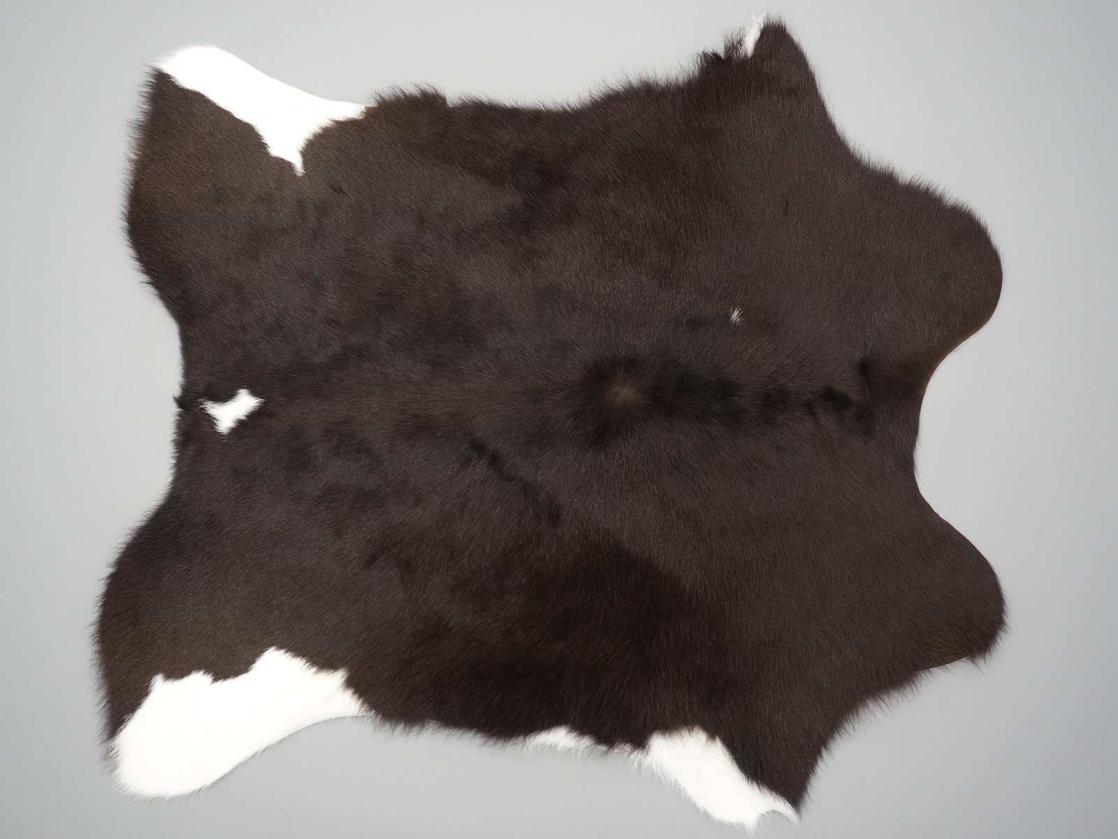 Телячья шкура темно-коричневая с белым животом арт.: 27057